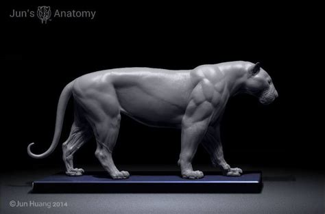 Artstation Tiger Anatomy Model Jun Huang Anatomia Humana Anatomia
