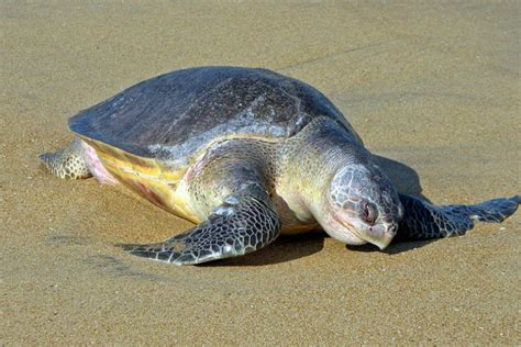 Miles de tortugas marinas pueden anidar en las playas vacías ESR México