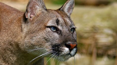 Mountain Lion Cougar Hd Wallpapers Hdwalle