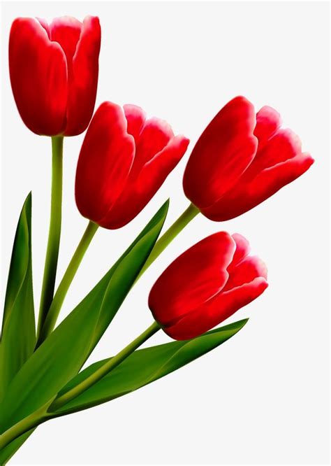 튤립 튤립 꽃 꽃 Png 일러스트 및 벡터 에 대한 무료 다운로드 Pngtree 아름다운 꽃 그림 꽃 예술 꽃