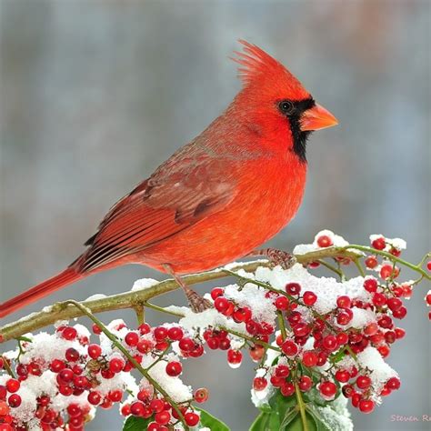 Albums 93 Wallpaper Cardinal Bird In Snow Wallpapers Stunning 102023