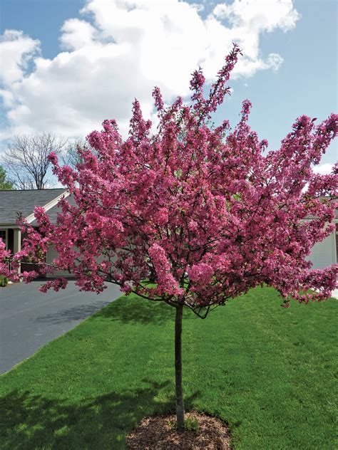 Small Spring Flowering Trees Michigan Gardening Web Articles