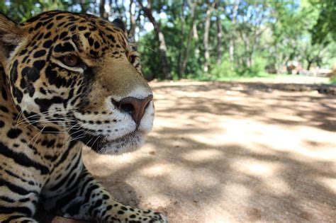 Jaguar has been making luxurious sedans and athletic sports cars for decades, but more recently it has added crossovers and suvs that continue to perpetuate these trademark attributes. Mexican Safari: A Close Encounter of the Jaguar Kind