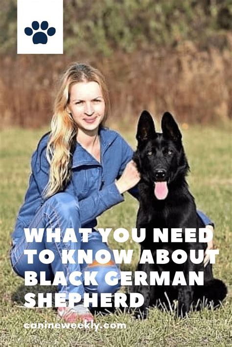 Black German Shepherd Complete Breed Guide 2020 With Images Black