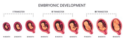 Fetal Development Images Browse Stock Photos Vectors And Video Adobe Stock