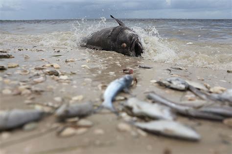 Florida Red Tide Update County Collects 150 Tons Of Dead Fish