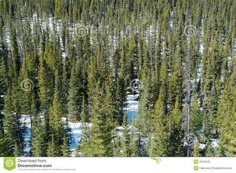 Winter Pine Forest Stock Photo Image Of Nature Canada 4418126