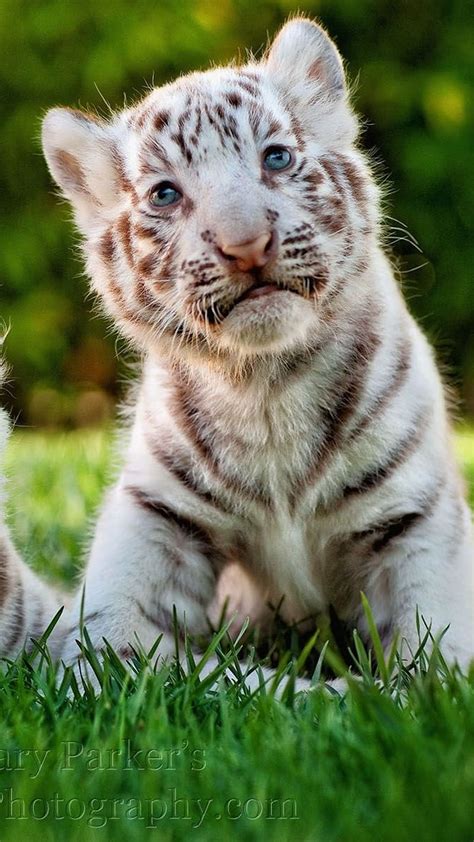 Cute Baby Tiger Bengal Tiger Baby Cute Baby Tiger White Tiger Cub