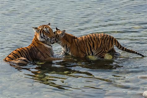 The Royal Bengal Tiger Tiger Safari India