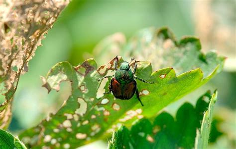 How To Defend Your Garden Against Japanese Beetles
