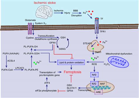 Frontiers New Insights In Ferroptosis Potential Therapeutic Targets