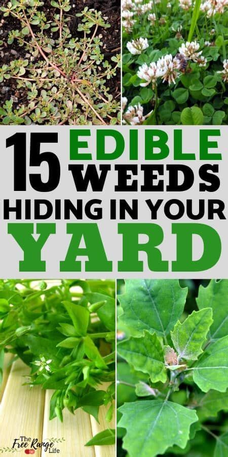 15 Common Edible Weeds You Probably Have In Your Yard Medicinal Herbs