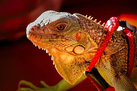 Lagarto Reptil Animal Foto Gratis En Pixabay Pixabay