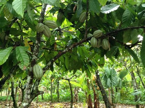 La Ruta Del Cacao En Tres Fincas Travel Report Rutas Tabasco Fincas