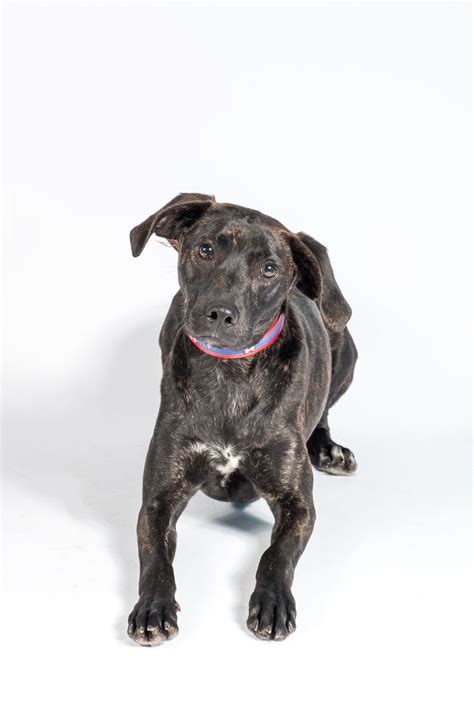 Mountain Cur Dog For Adoption In St Louis Park Mn Adn 520018 On