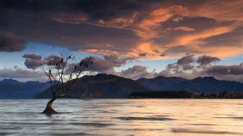 A Lone Tree In Lake Wanaka New Zealand 1920x1080 Wallpapers