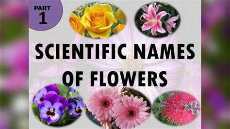 60 Scientific Names Of Flowers Part 1 Botanical Names Of Flowers