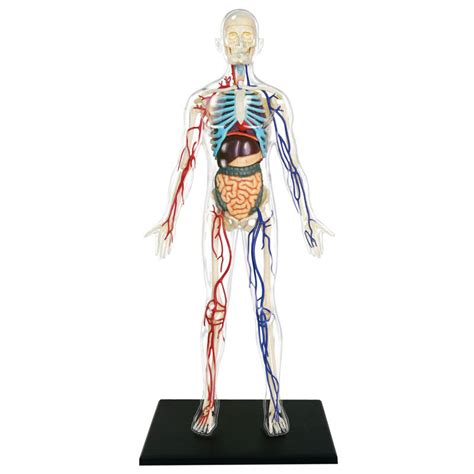 Anatomy Learning And Education 4d Human Organs Model For Science
