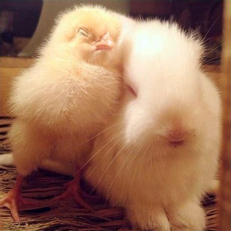 Fuzzy Bunny Snuggles With Fuzzy Chick Adorable Fuzziness Ensues Hop