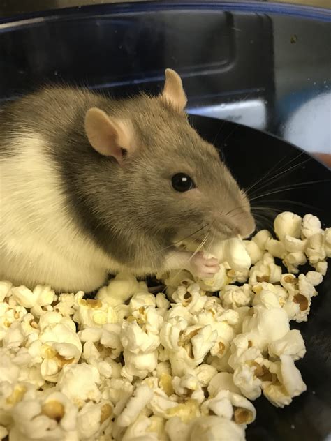 Rosa In A Bowl Of Stale Popcorn Rats