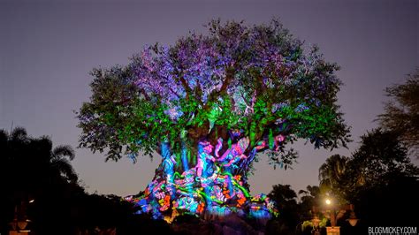 Tree Of Life Awakenings Move To Nightly Showings Starting November 5th