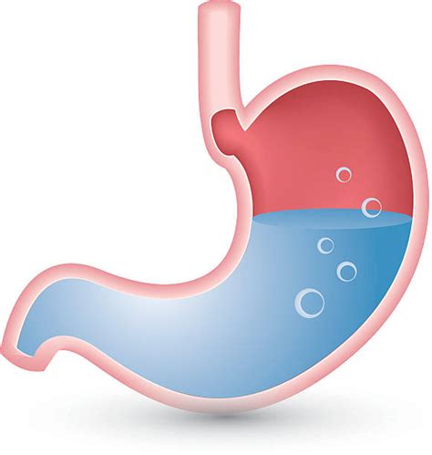 Stomach Clip Art Vector Images And Illustrations Istock