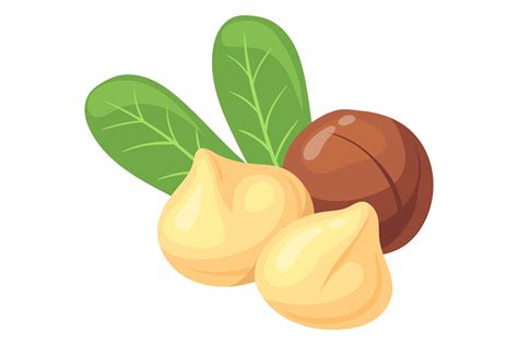 Macadamia Nut Cartoon Icon Healthy Prot Graphic By Smartstartstocker