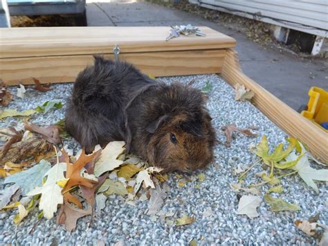 Guinea Pig For Sale In Lincoln 1 Petzlover