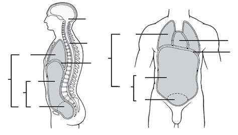 Body Cavities Diagram Quizlet