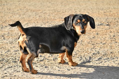 Free Picture Dachshund Dog Purebred Side View Sunshine Canine