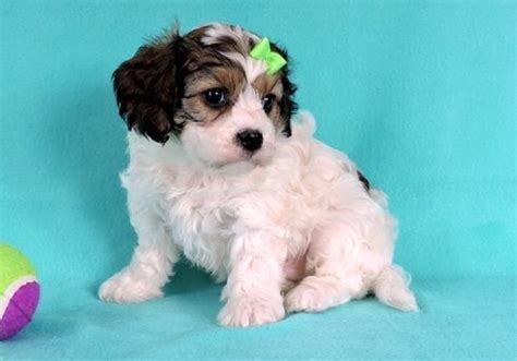 Explore 88 listings for cavachon puppy for sale at best prices. Cavachon Puppies For Sale | Panama City, FL #270590