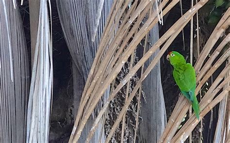 Birds Of Costa Rica Parakeets Perroquets 5