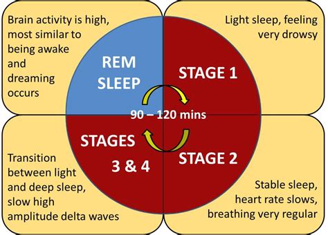The Mystery Of Dmt Does It Release During Rem Sleep Sleepation