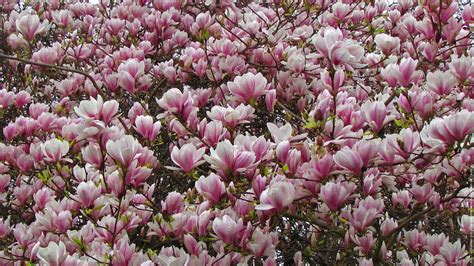 Cotton + quill, mountain brook, alabama. Pink Blossom Magnolia Flowers During Spring Season HD ...