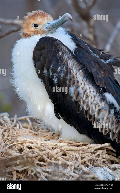 A Baby Frigate Bird In The Galapagos Islands Stock Photo Alamy
