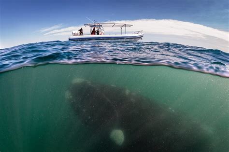 15 Breathtaking Pictures That Capture Life Above And Below The Sea