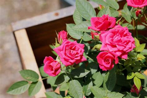 How To Plant Roses Tips For Planting Roses Au