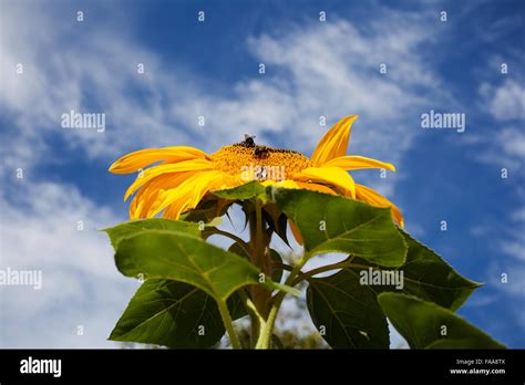 Sunflower Against Blue Sky Stock Photo Alamy