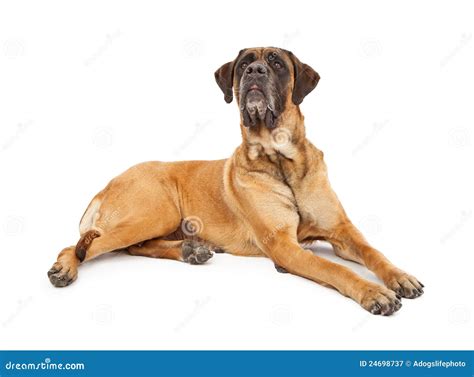 English Mastiff Puppy Royalty Free Stock Photo