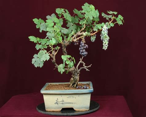 Grape Bonsai Tree Fruit Gardening Pinterest Bonsai Grape Vines