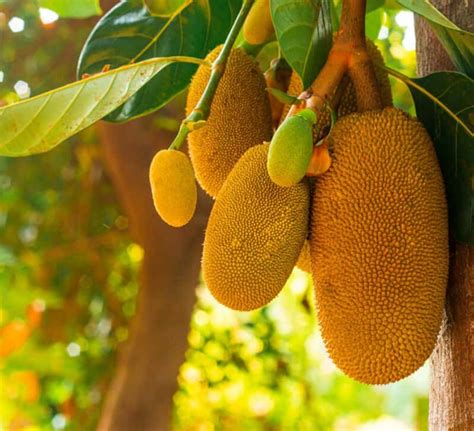 Growing Jackfruit Tree Planting Caring For And Using Jackfruits
