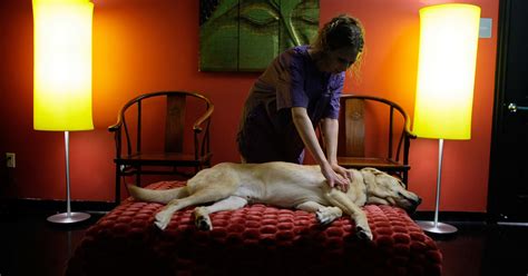 See Spot De Stress Pet Massage Gaining Popularity Good Day Sacramento