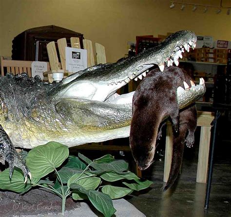 There have been at least 28 fatal alligator attacks in the u.s. Selma, Ala. Daily Photo: State Record Alligator