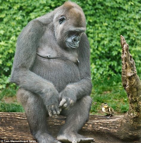 Gorilla And Duckling Become Friends At Bronx Zoo Daily Mail Online