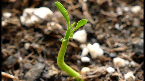 Growing Navel Orange Trees From Seeds Days 26 43 Youtube