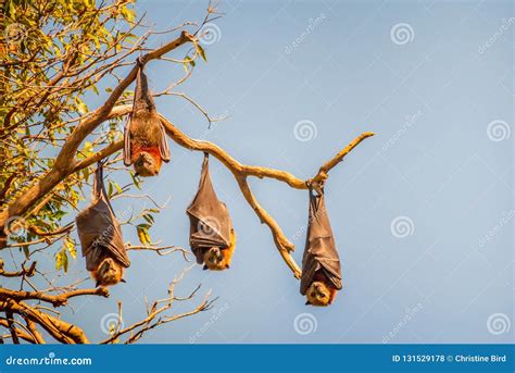 Four Fruit Bats Also Called Flying Foxes Hanging Upside Down From The