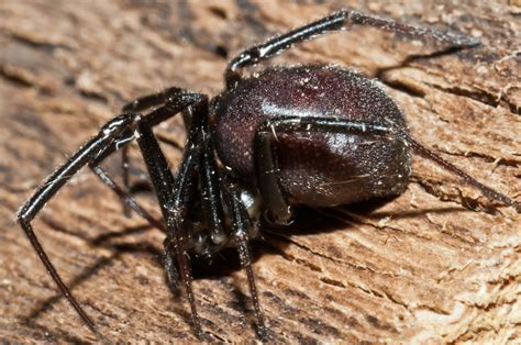 Bugs Of Mackie False Black Widow Steatoda Grossa