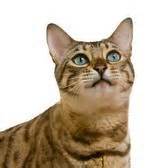 bengal cat cat breeds encyclopedia