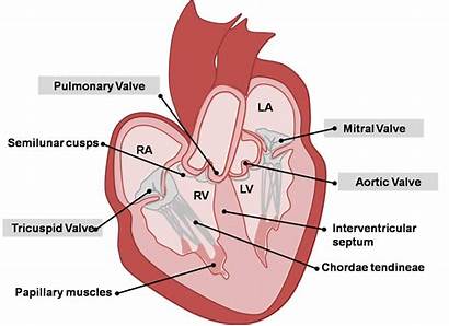 Valves Heart Adult Cardiac Histology Embryology Cardiovascular