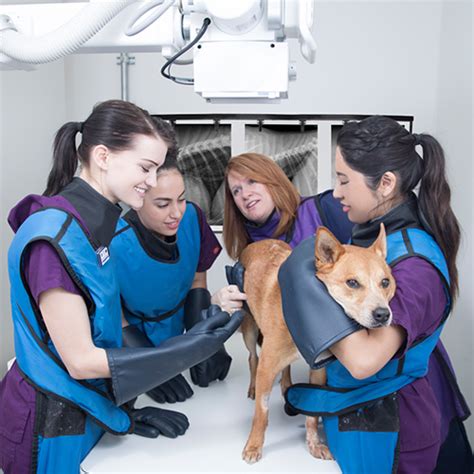 Best Vet Tech Schools In Southern California